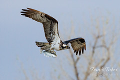 May 8, 2022 - An osprey carries off its meal. (Tony's Takes)