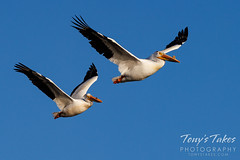 May 7, 2022 - Pelicans in the Colorado skies. (Tony's Takes)