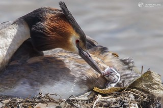 Great crested grebe with first chick