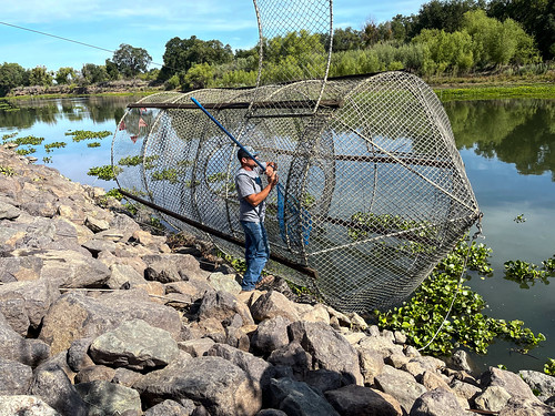 Removing fish from fyke trap