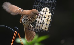 Brown Trasher announces this suet is all his/hers