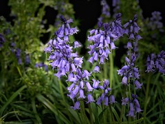 Moseley Old Hall - Blue Bells