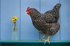 Pet Chicken 3434 A