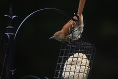 While there’s plenty of seed to be had, this brown thrasher clearly prefers the suet