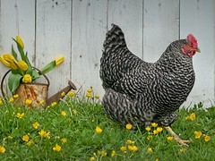Pet Chicken 3467 A
