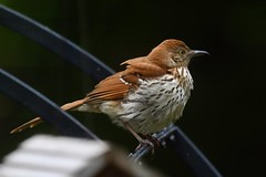Brown Trasher perches, eyeing some suet
