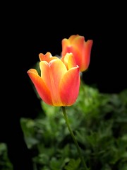 Tulips Sunday