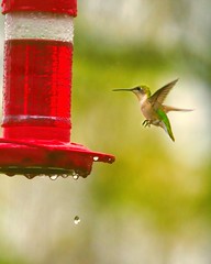 Day 64 - May 7 - Hummingbird