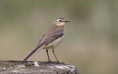 Yellow wagtail female
