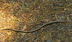 Slow worm, Anguis fragilis, Kopparödla