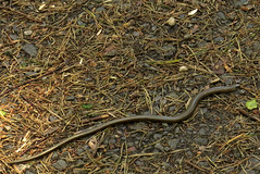 Slow worm, Anguis fragilis, Kopparödla