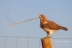 May 14, 2022 - Swainson's hawk with nest material. (Tony's Takes)