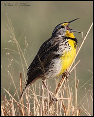 May 12, 2022 - Singing meadowlark. (Bill Hutchinson)