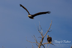 May 15, 2022 - Bald eagle departs while its mate watches. (Tony's Takes)