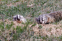 May 14, 2022 - Badger cub and mom hanging out. (Tony's Takes)