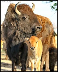 May 12, 2022 - Bison calf and mom. (Bill Hutchinson)