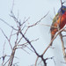 Painted Bunting, Quanah Parker Lake, Wichita Mountains Wildlife Refuge, Commanche County, Oklahoma, May 16, 2022