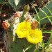 Prickly Pear Cactus, Quanah Parker Lake, Wichita Mountains Wildlife Refuge, May 16, 2022