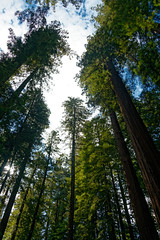The Gift of Going to Humboldt Redwoods State Park
