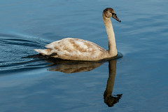 Juvenile Mute Swan (137/365)