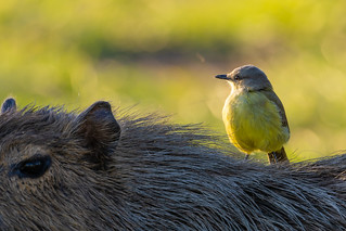 Cattle Tyrant on a Capybara