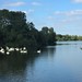 Swans on the Trent near Attenborough Nature Reserve