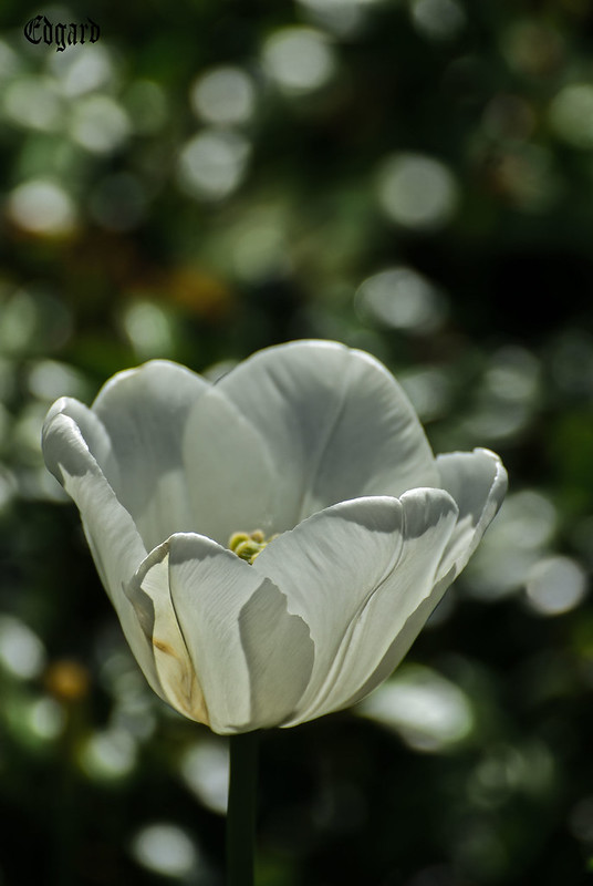 White tulip<br/>© <a href="https://flickr.com/people/145270835@N07" target="_blank" rel="nofollow">145270835@N07</a> (<a href="https://flickr.com/photo.gne?id=52082431083" target="_blank" rel="nofollow">Flickr</a>)