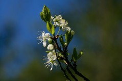 Damson blooming • <a style="font-size:0.8em;" href="http://www.flickr.com/photos/191016300@N06/52082516055/" target="_blank">View on Flickr</a>