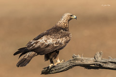 Águila Real - Aquila chrysaetos