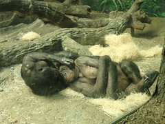 Bonobo images