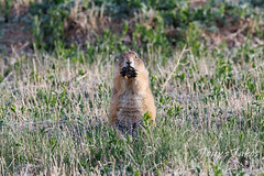 May 16, 2022 - A prairie dog enjoys a snack. (Tony's Takes)
