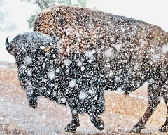 May 21, 2022 - Bison in a snow squall. (Bill Hutchinson)