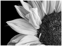 Sunflower (no.2)