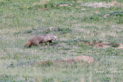 May 16, 2022 - An American badger looking for a meal. (Tony's Takes)