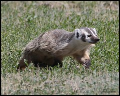 May 17, 2022 - Badger returning from hunting. (Bill Hutchinson)