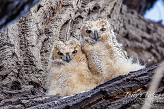 May 21, 2022 - Great horned owl owlets drying out. (Tony's Takes)