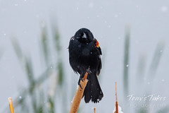 May 21, 2022 - A red winged blackbird not happy with the snow. (Tony's Takes)