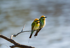 Silent Couple of Rainbow Bee-Eaters