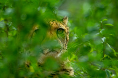 watching you - Cheetah (Acinonyx jubatus)