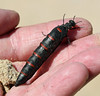 Red-striped oil beetle (Berberomeloe majalis)
