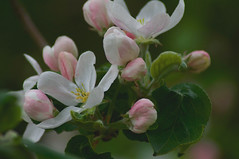 Apple tree blooming • <a style="font-size:0.8em;" href="http://www.flickr.com/photos/191016300@N06/52103186974/" target="_blank">View on Flickr</a>