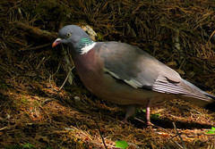 Common wood pigeon, Columba palumbus, Ringduva