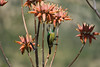 Sunbird drinking nectar