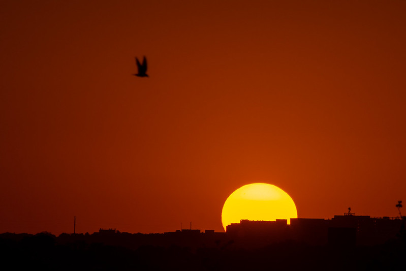 Bird at Sunset<br/>© <a href="https://flickr.com/people/97708873@N00" target="_blank" rel="nofollow">97708873@N00</a> (<a href="https://flickr.com/photo.gne?id=52103841513" target="_blank" rel="nofollow">Flickr</a>)