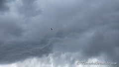 May 27, 2022 - Red tailed hawk taking advantage of wind from thunderstorms. (ThorntonWeather.com)