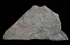 Fossil Brittle Stars