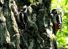 Great spotted woodpecker, Dendrocopos major, Större hackspett