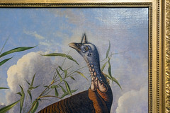 Audubon, The Wild Turkey