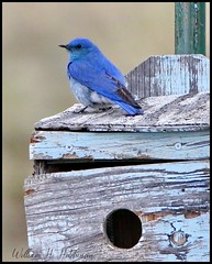 May 28, 2022 - Bluebird on a box. (Bill Hutchinson)