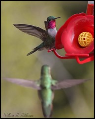 May 28, 2022 - Hummingbirds ready to feed. (Bill Hutchinson)